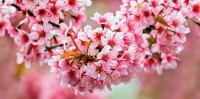 Настенная плитка декор Cersanit Okka 60х30 UG2L072 стеклянный sakura, глазурованная