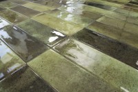 Плитка 23x8 10мм Jazz Olive глянцевая объемная Smile Tile